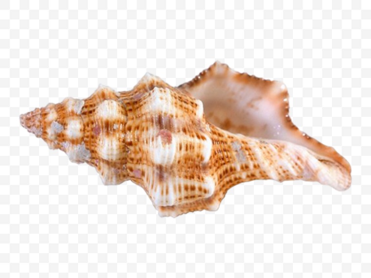海螺 沙滩海螺 海洋生物 海滩 海边 贝壳 