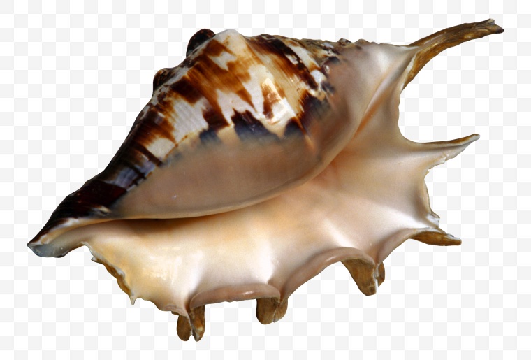 海螺 沙滩海螺 海洋生物 海滩 海边 贝壳 