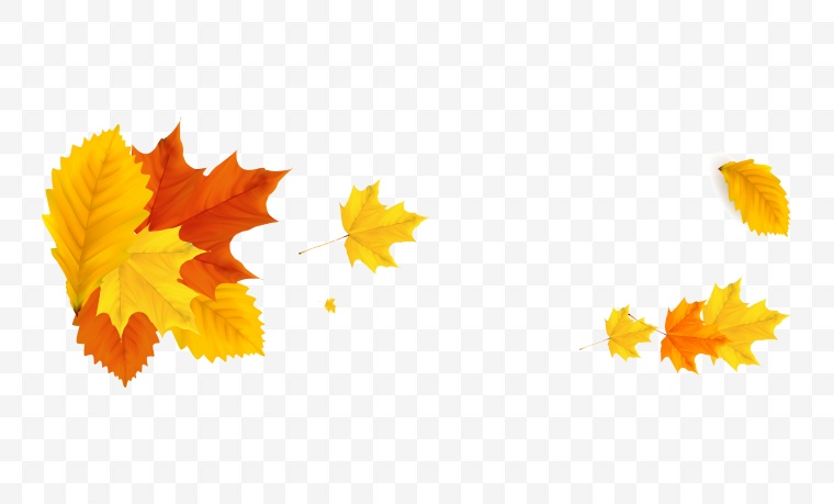 落叶 秋天落叶 秋天 飘零的树叶 秋叶 秋季 深秋 秋季落叶 树叶 