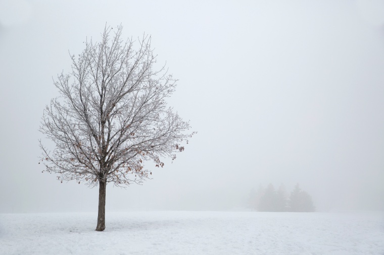 冬天 冬季 寒冷 冰 冰雪 树 小树 唯美 自然 