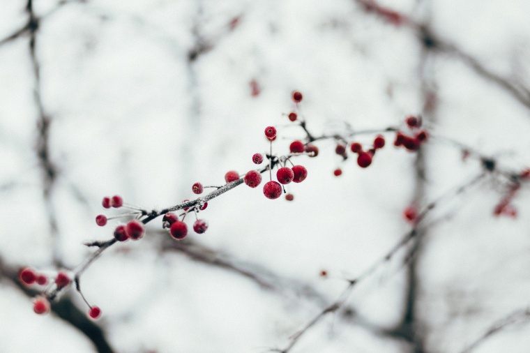 冬天 冬季 雪景 果实 红色果实 唯美 小清新 