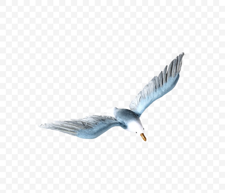 海鸥 鸟 飞翔的海鸥 动物 飞翔 自然 自由 