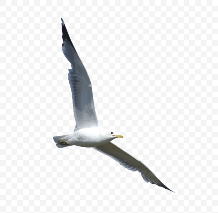 海鸥 鸟 飞翔的海鸥 动物 飞翔 自然 自由 