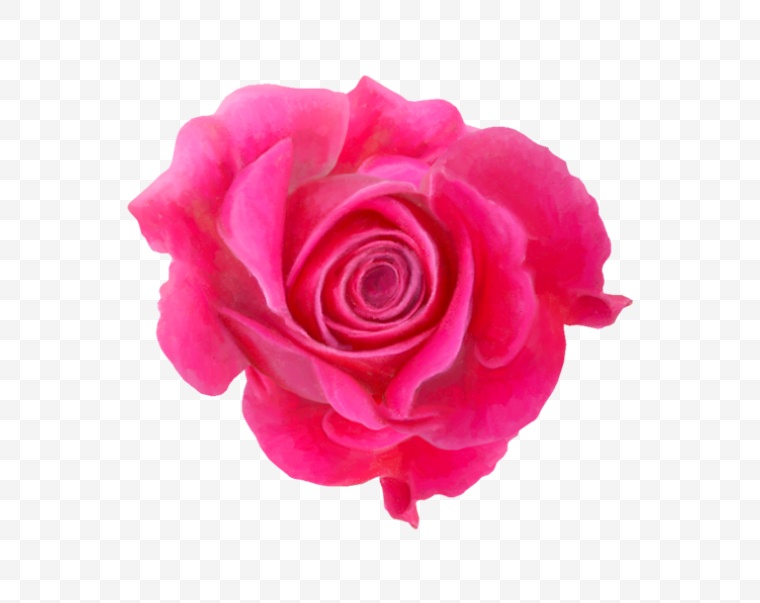 情人节 节日 花朵 玫瑰 玫瑰花 浪漫 爱情 