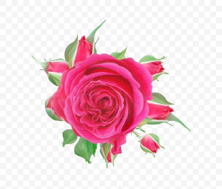 情人节 节日 花朵 玫瑰 玫瑰花 浪漫 爱情 