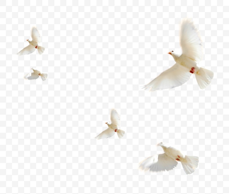 白鸽 鸽子 鸟 小鸟 鸟类 和平 动物 