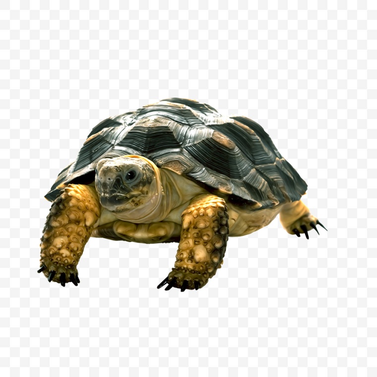 海龟 乌龟 龟 海洋 海洋生物 动物 