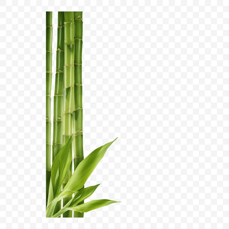 竹子 竹叶 竹节 高洁 岁寒三友 植物 翠竹 端午节 端午 