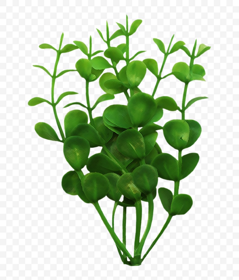 海草 水草 草 海洋生物 植物 绿色植物 