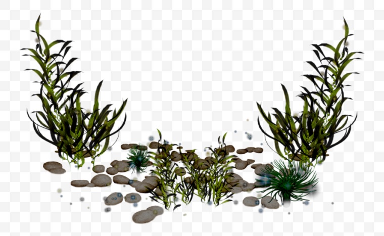 海草 水草 草 海洋生物 植物 水生植物 