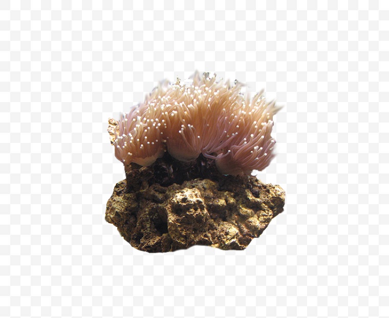 珊瑚 红珊瑚 珊瑚树 生物 海洋生物 海洋 