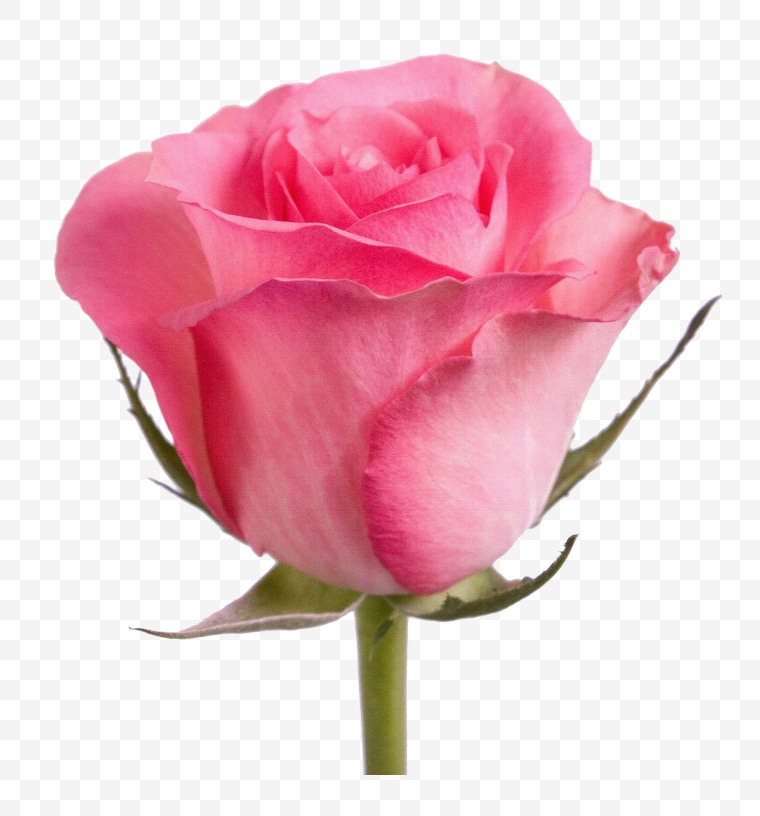 玫瑰花 玫瑰 粉玫瑰 花朵 清新 小清新 唯美 爱情 自然 