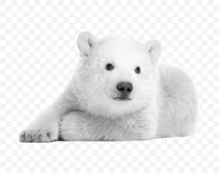 熊 白熊 北极熊 动物 可爱动物 可爱 