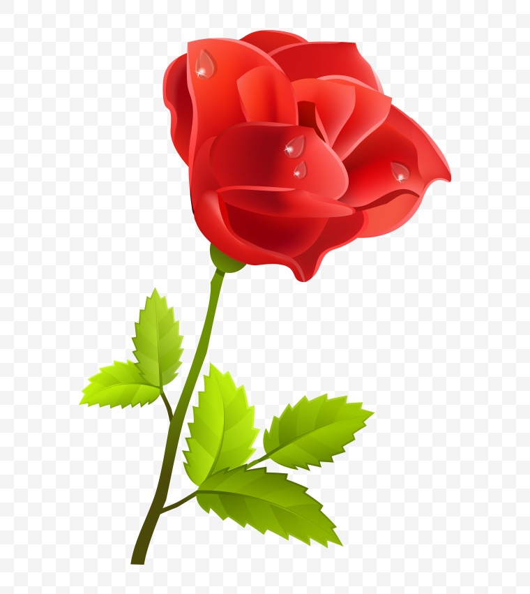 玫瑰花 玫瑰 红玫瑰 情人节 花朵 