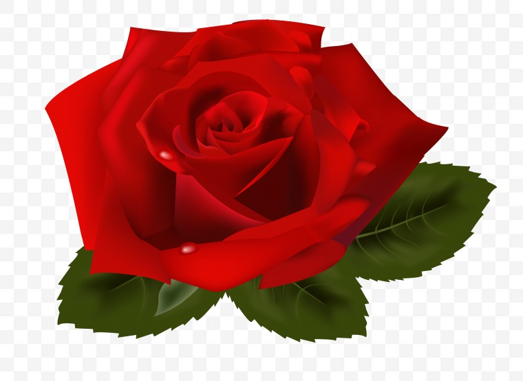玫瑰花 玫瑰 花 红玫瑰 情人节 花朵 
