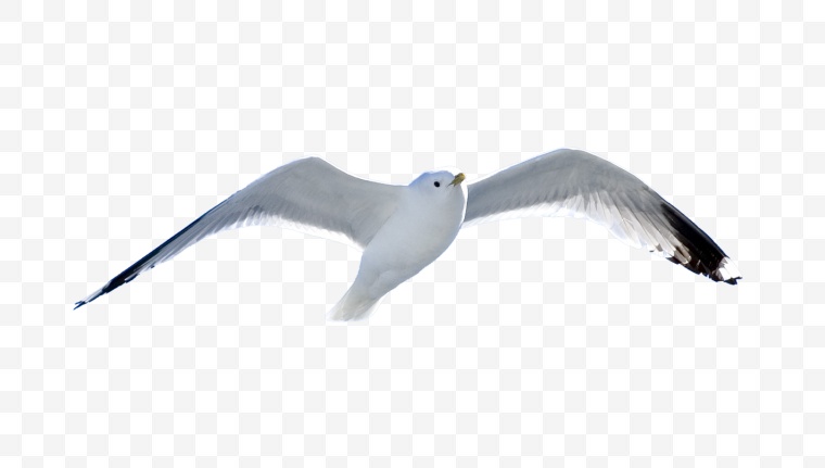 海鸥 鸟 海鸟 飞翔 动物 