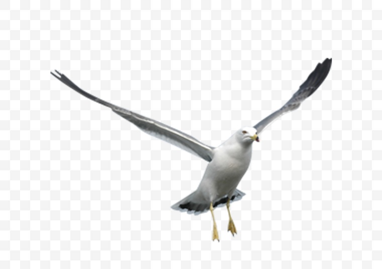海鸥 鸟 海鸟 飞翔 动物 