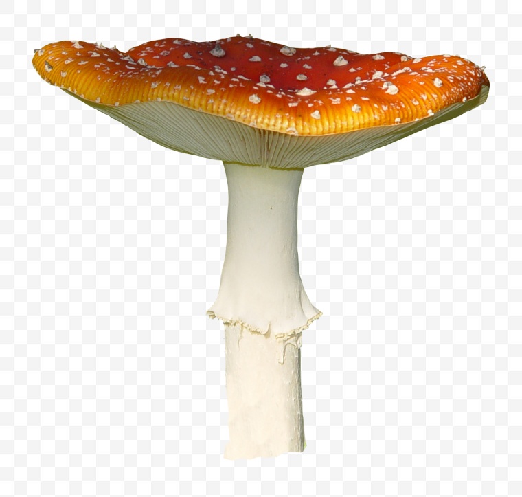 蘑菇 香菇 小蘑菇 