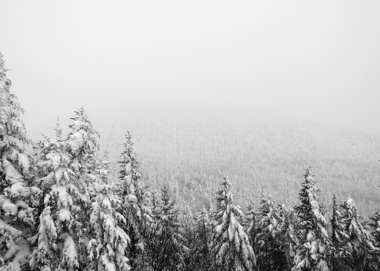 树林 树 自然 森林 雪景 冬天 冬季 