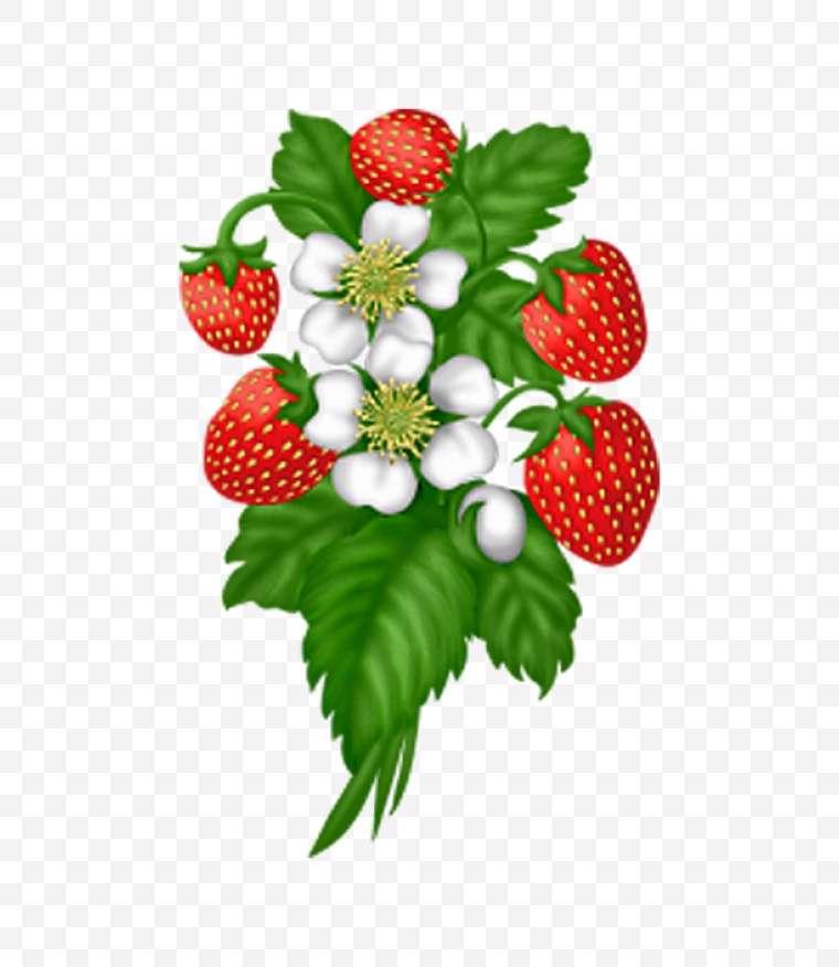 浆果 野果 水果 红色果实 果实 野花 