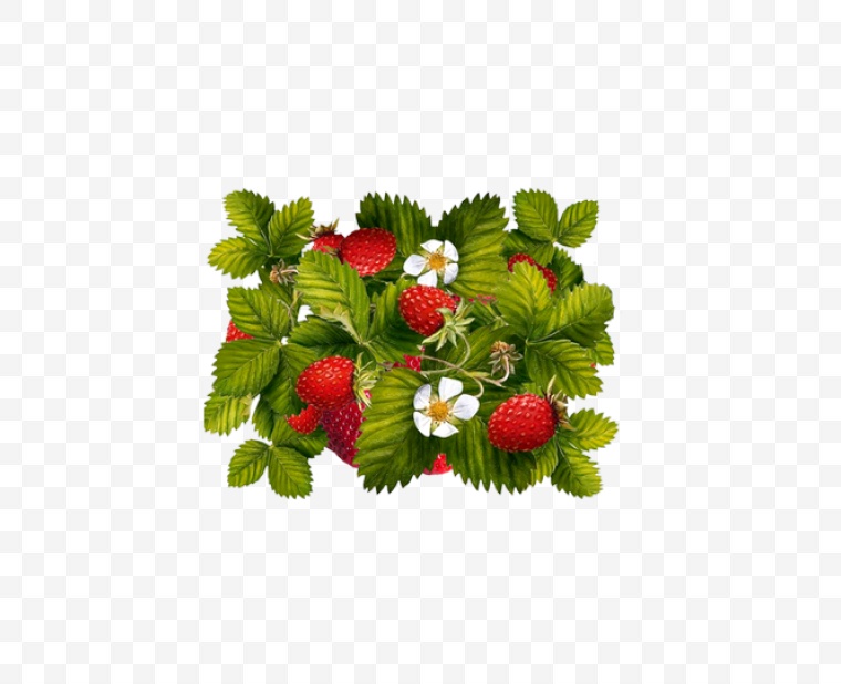浆果 野果 水果 红色果实 果实 野花 