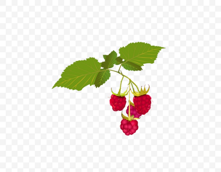 浆果 野果 水果 红色果实 果实 树莓 