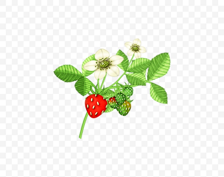 浆果 水果 红色果实 果实 草莓 草莓花 