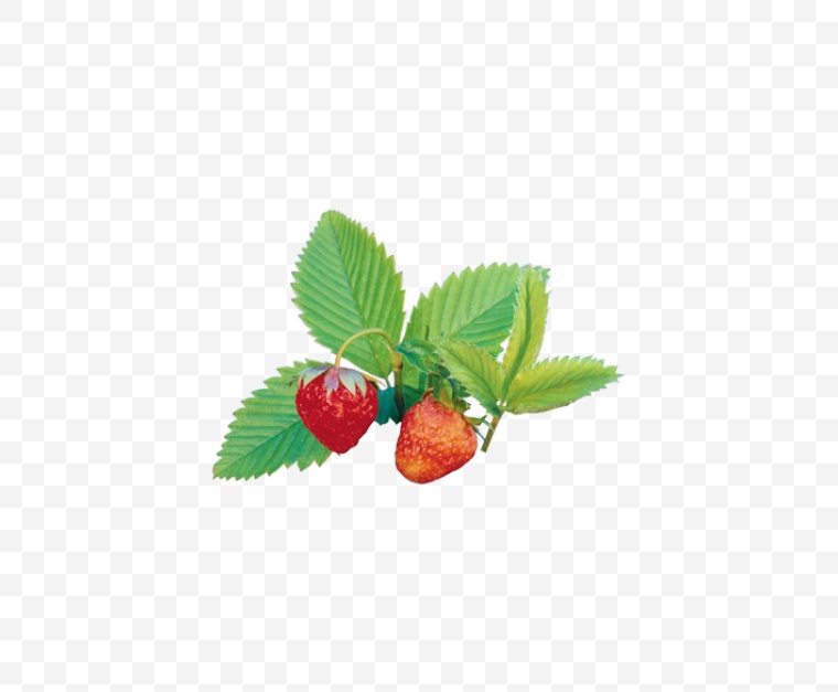 浆果 水果 红色果实 果实 草莓 