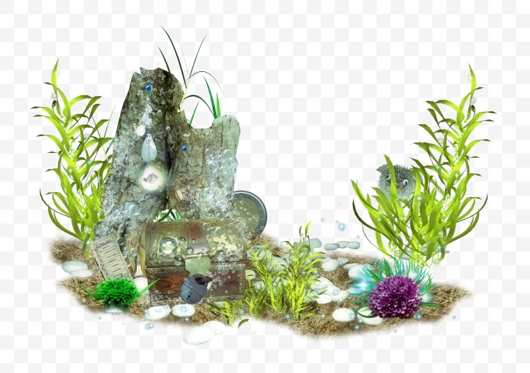 水草 草 水生植物 植物 海草 