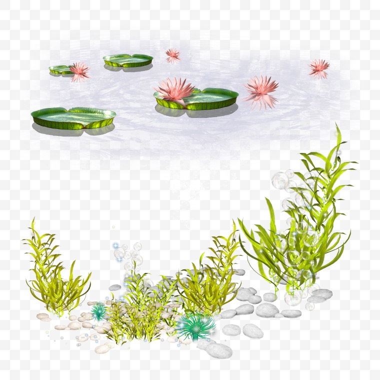 水草 草 水生植物 植物 海草 