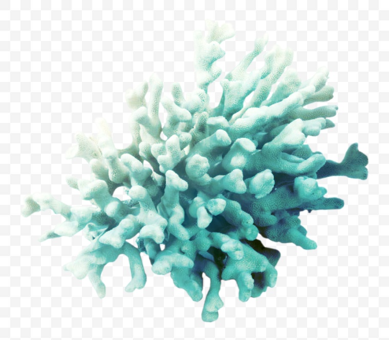 珊瑚 珊瑚树 死珊瑚 海洋生物 海洋 海底 