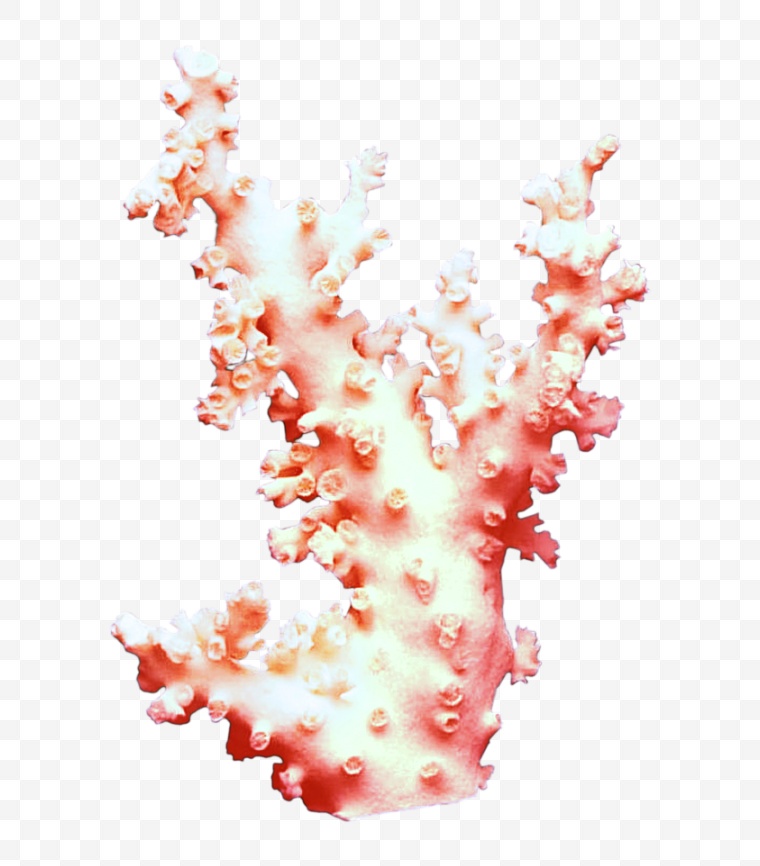 珊瑚 珊瑚树 死珊瑚 海洋生物 海洋 海底 