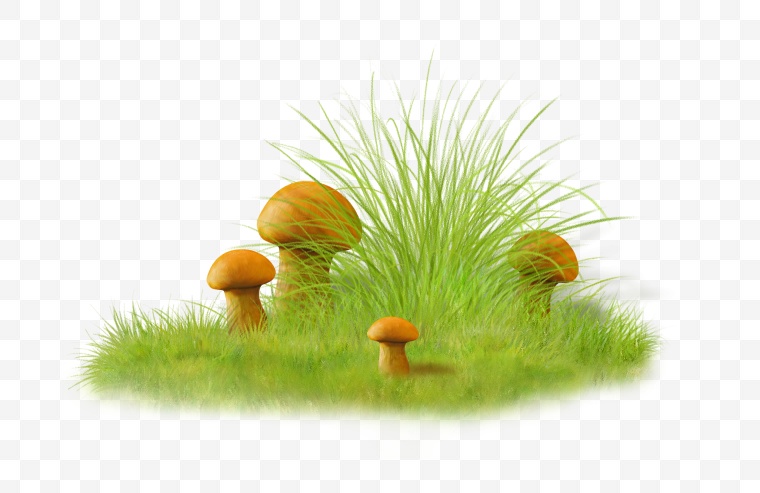 植物 绿色植物 绿植 野草 蘑菇 草 