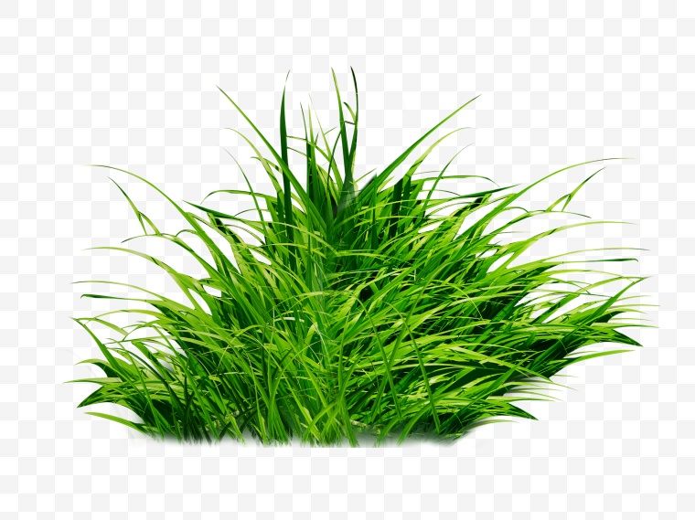 植物 绿色植物 绿植 野草 小草 草 