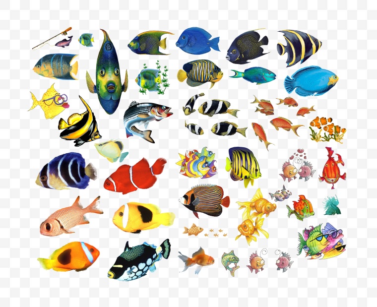 海洋生物 海洋 大海 鱼 鱼类 
