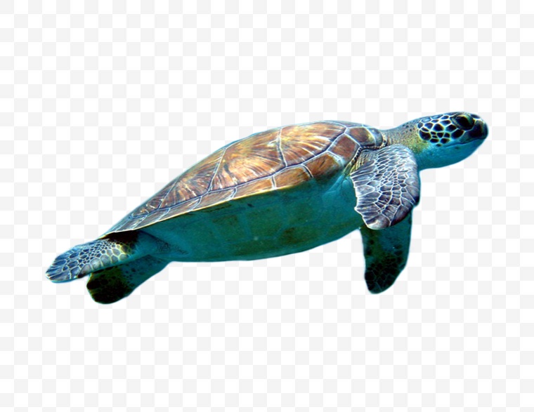 海洋生物 海洋 大海 龟 海龟 乌龟 