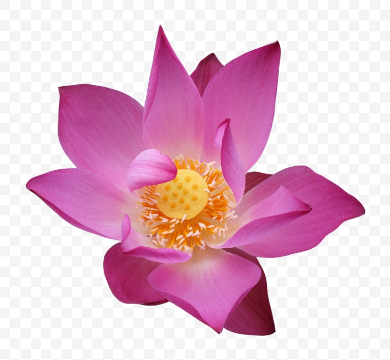 荷花 花 鲜花 花朵 莲花 芙蓉 