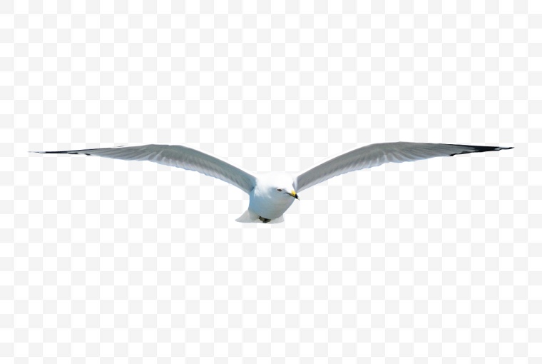 海鸥 海鸟 鸟 飞翔 鸟类 