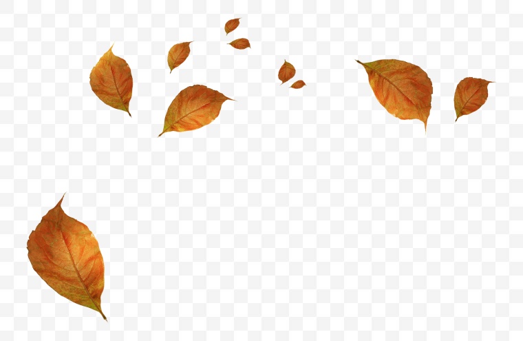 秋叶 树叶 落叶 秋天 秋季 枫叶 叶片 飘零的树叶 