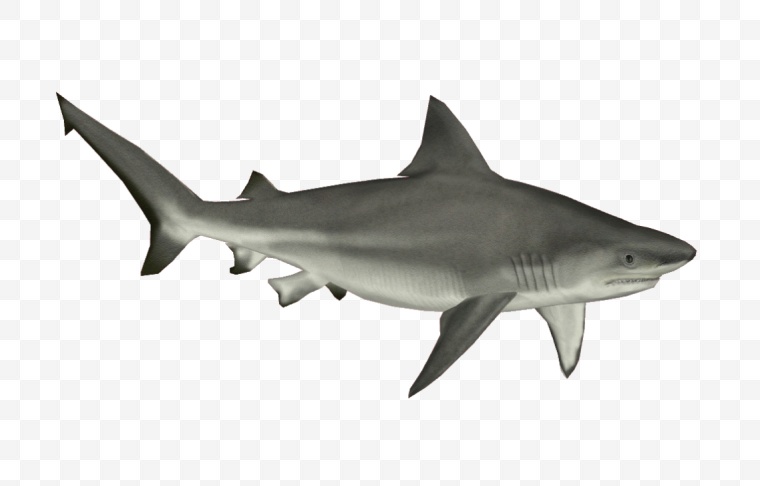 鲨鱼 鱼 大鲨鱼 动物 海洋 大海 海洋生物 
