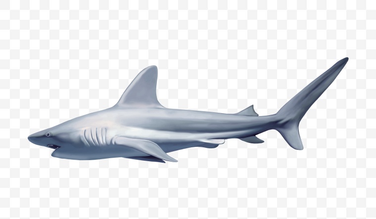 鲨鱼 鱼 大鲨鱼 动物 海洋 大海 海洋生物 