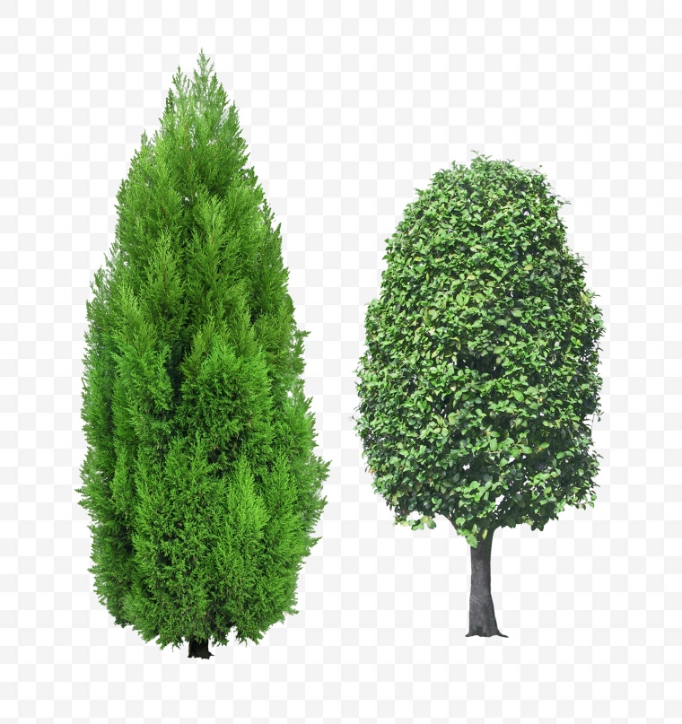 树 小树 自然 环保 绿色 