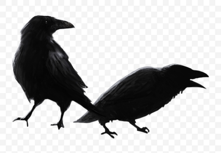 万圣节 万圣节标志 乌鸦 黑乌鸦 