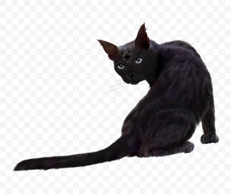 万圣节 万圣节标志 猫 黑猫 