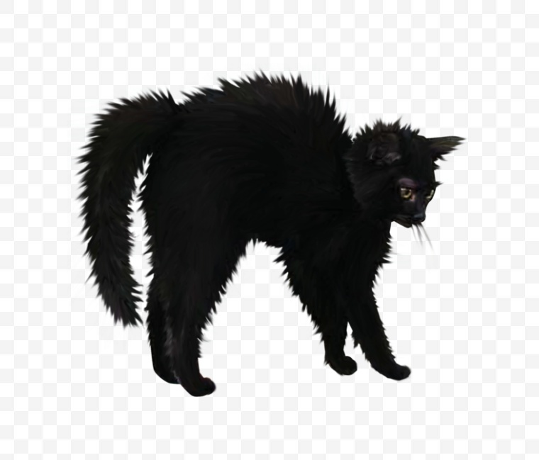 万圣节 万圣节标志 猫 黑猫 