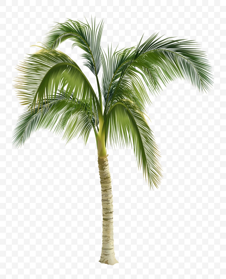 椰树 树 沙滩 椰子树 