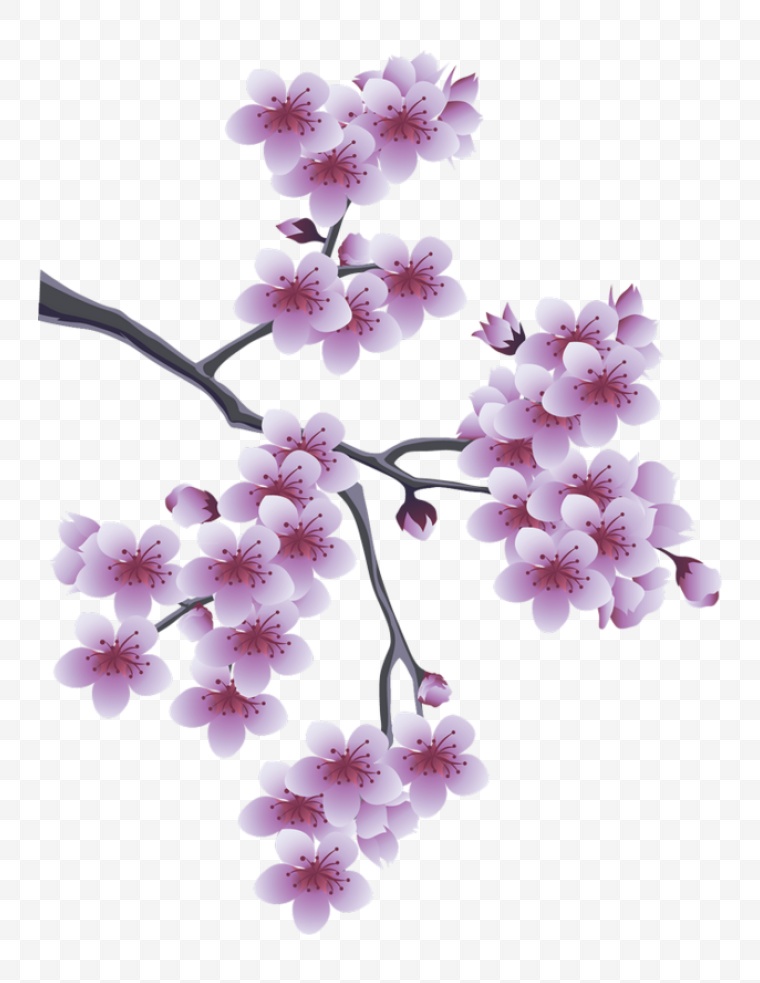 花 花枝 开花 树枝的花 春节 春天 春 樱花 树枝 