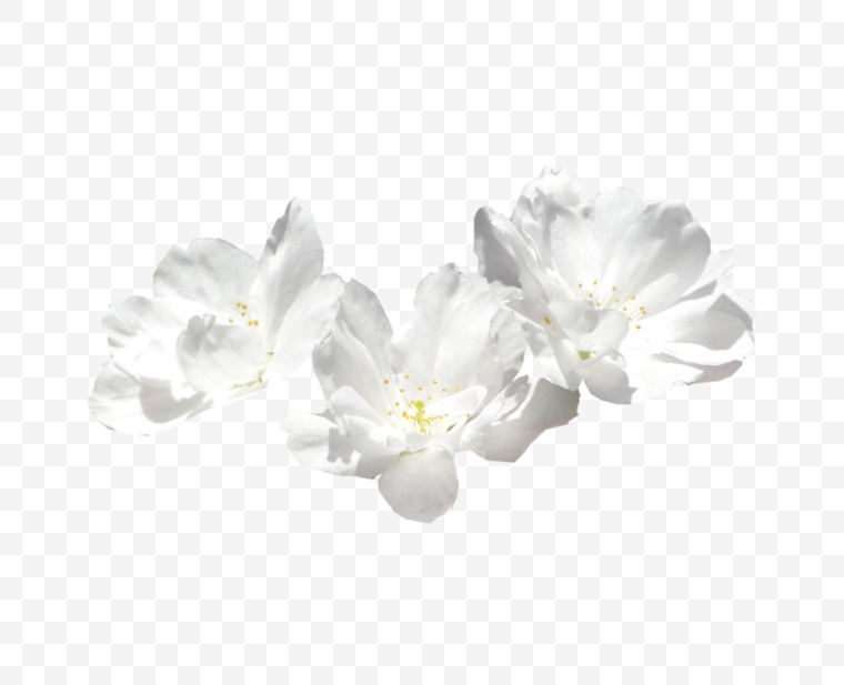 花 花朵 鲜花 白花 