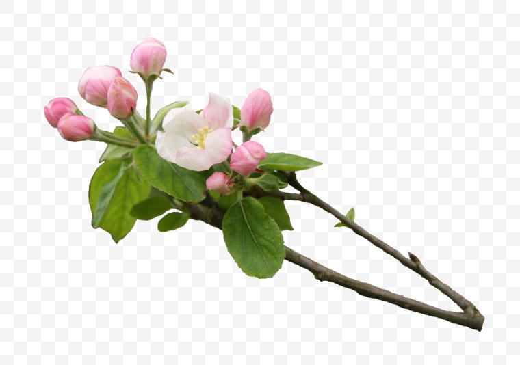 花 花枝 开花 树枝的花 春节 春天 春 海棠花 树枝 