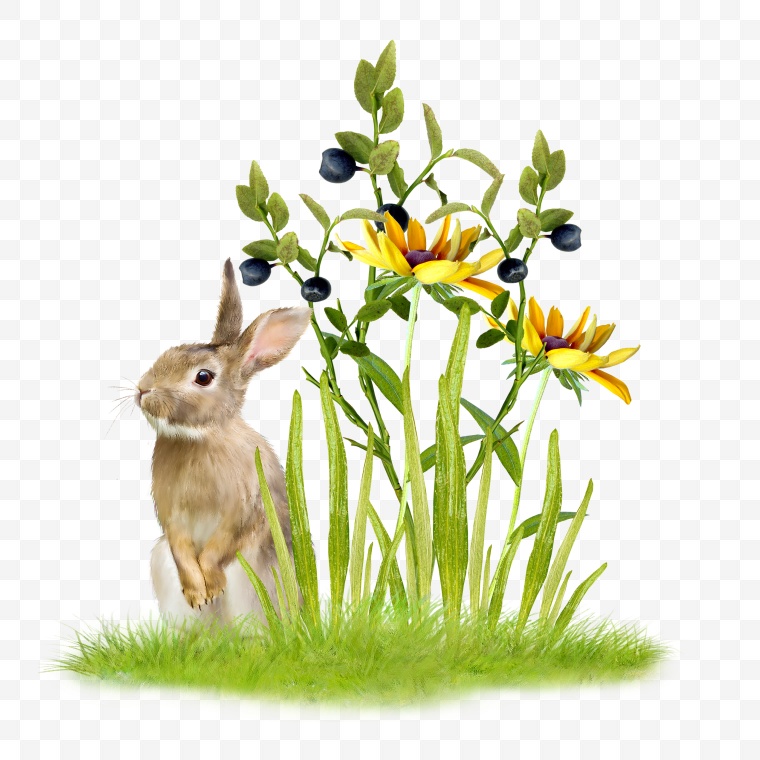 花 鲜花 野花 花丛 紫花 野兔 兔子 